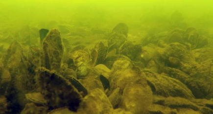 生物学家发现修复后的牡蛎保护区尽管有寄生虫但仍拥有更多的海洋生物