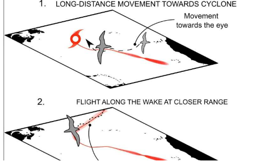 新研究表明海鸟追逐热带气旋