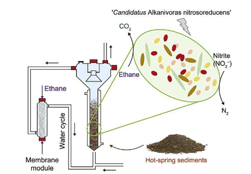 研究发现微生物培养中亚硝酸盐驱动的厌氧乙烷氧化