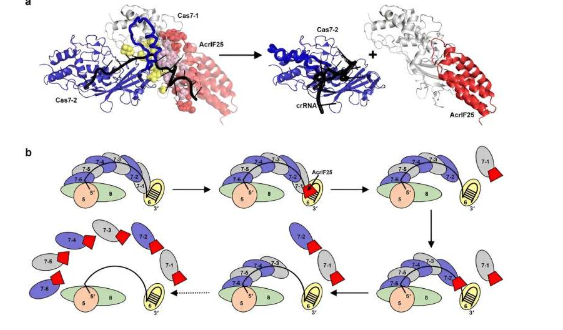 发现可抑制 CRISPR-Cas 系统活性的新型蛋白质