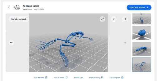 非洲爪蛙的全新3D解剖图谱增强了对发育和变态过程的理解