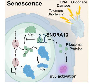 研究发现调节细胞衰老的RNA分子