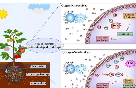 冒泡的好处氢纳米气泡增强番茄抗氧化作用