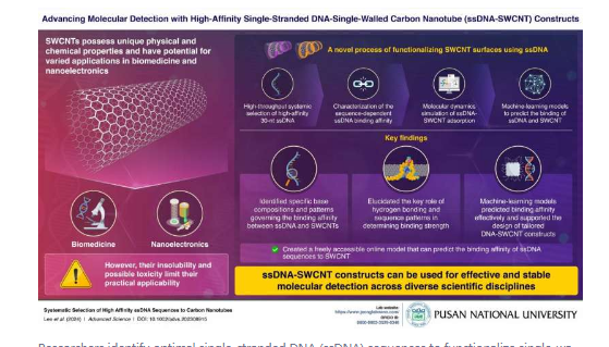 研究人员探索高亲和力DNA与碳纳米管之间的相互作用