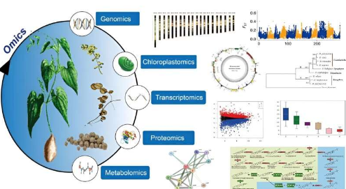 研究人员利用组学技术加速山药研究进展