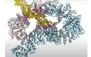 科学家破解了阳光酒精和污染造成的DNA损伤检测和修复之谜