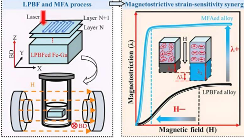 在多晶 Fe₈₁Ga₁₉ 合金中实现磁致伸缩应变敏感性协同作用