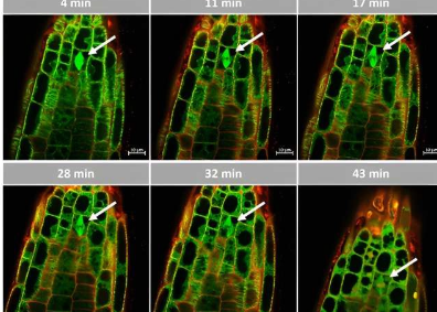 研究揭示天然留兰香化合物具有抗杂草的生物活性