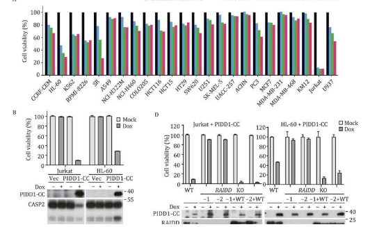 解剖caspase-2介导的细胞死亡从内在PIDDosome激活到化学调节