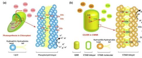 用于增强CO₂电催化的叶绿体模拟纳米反应器