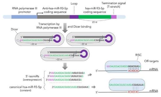 生物学家警告microRNA过表达方法可能存在错误