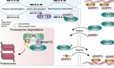 科学家揭示母体蛋白Pramel15促进小鼠受精卵DNA去甲基化的机制