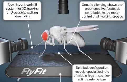 微型跑步机加速昆虫行走的研究