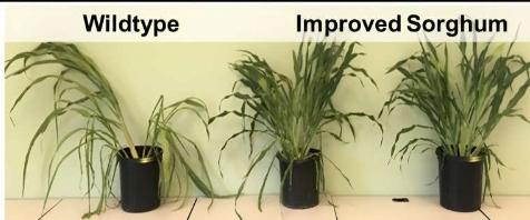 研究团队设计出高效生物能源作物生长所需水量更少