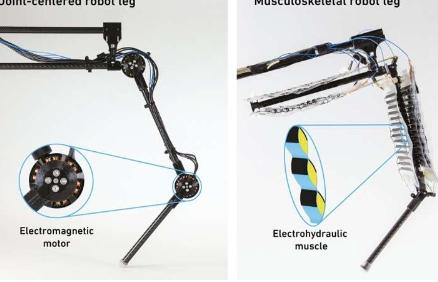 首款配备人造肌肉的机器人腿可灵活跳跃