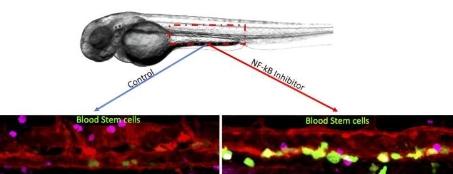 暂停生物钟可以促进实验室生产的血液干细胞