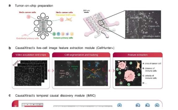 计算工具可以从复杂的生物数据中找出因果关系