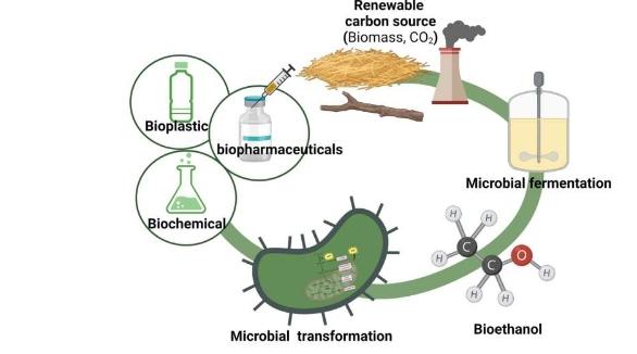 乙醇生物制造中糖基碳源的可行替代品