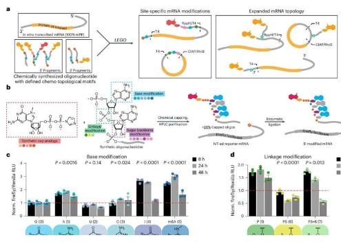 新方法或可产生用于治疗多种疾病的改良信使RNA