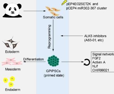 大熊猫皮肤细胞转化为干细胞助力其生存
