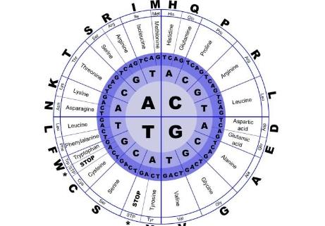 研究表明影响蛋白质稳定性的突变遵循简单的数学规则