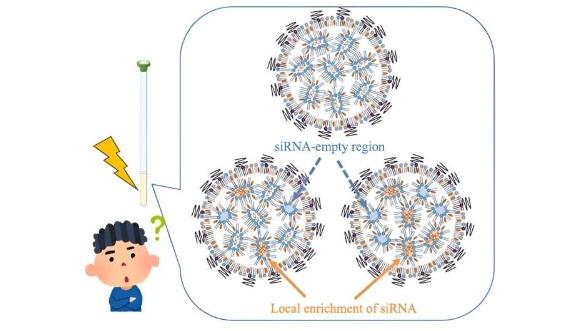 NMR引导优化脂质纳米粒子以增强siRNA递送