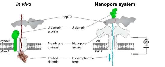 纳米孔技术在单分子水平上展示伴侣蛋白的运输机制