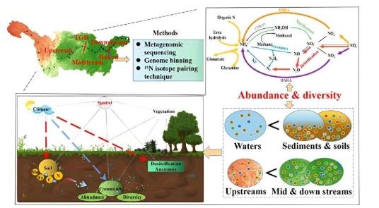 研究揭示氮循环微生物群落与氮去除之间的关系