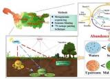 研究揭示氮循环微生物群落与氮去除之间的关系