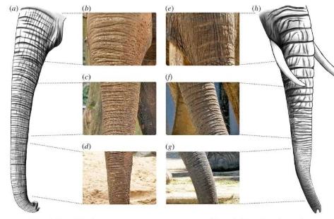 科学家研究大象的皱纹以了解其用途