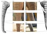 科学家研究大象的皱纹以了解其用途
