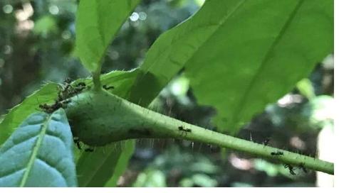 蚂蚁与植物共生研究发现气候变化可能破坏互利关系