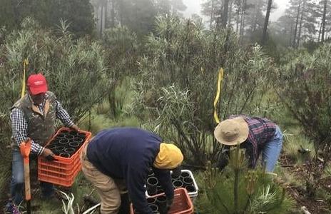 科学家在变暖的地球上为帝王蝶创造新的越冬地点