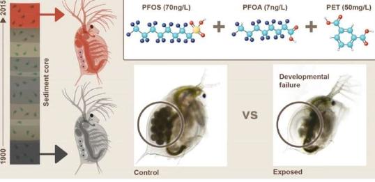微塑料和 PFAS水蚤研究发现二者的综合影响会造成更大的环境危害