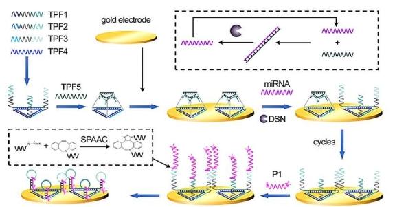 研究人员提出用于miRNA检测的新型生物传感器