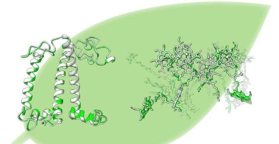 科学家开发新方法分析实验室制造的光合天线的三维结构