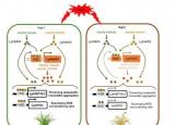 发现赋予多年生黑麦草耐热性的关键基因