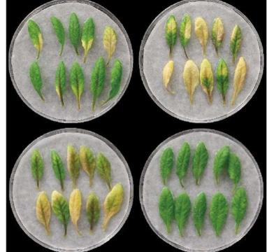 国际团队发现调节植物叶片衰老速度的小分子