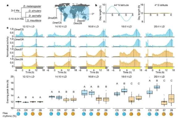 昼夜之间研究揭示了苍蝇昼夜节律可塑性的遗传基础