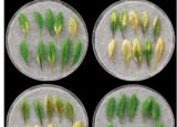 国际团队发现调节植物叶片衰老速度的小分子